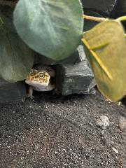 2 Leopardgeckos weiblich dringend