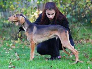 Kennel vergibt Welpen Saluki mit FCI Papiere