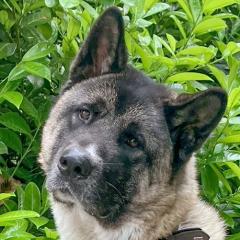 KENDO - männlich 3 Jahre 69 cm 36 kg American Akita Gechipt Kastriert