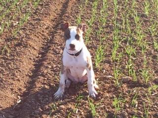 Liebe American Staffordshire hündin sucht liebevolles zuhause