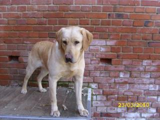 Labrador-Retriever in liebevolle Hände abzugeben