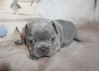 Französische Bulldoggen Welpen Hündin blau mit Papieren