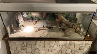 Terrarium mit 4 Leopardgeckos