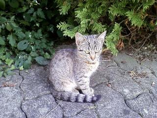 Drei entzückende Katzenkinder suchen neues zu Hause