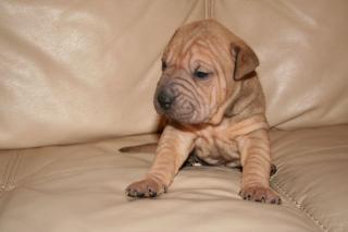 Edelmix Welpen Shar-Pei Mix