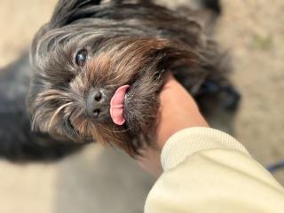 Malteser Shih Tzu Schwarzbraun