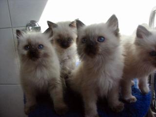 5 Ragdoll Babies suchen ein liebes zu Hause