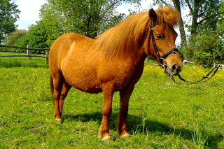 Shetlantpony Stute Leni vom Purnitzgrund abzugeben