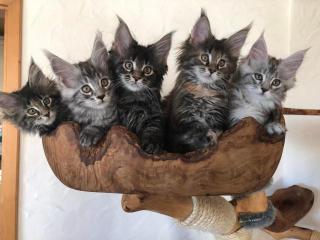 Reinrassige Maine Coon Kitten mit Stammbaum sind auf der Suche.