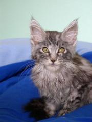 Maine Coon Kater mit Handycap