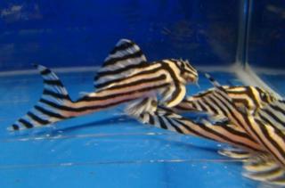 F1 gute Qualität L46 Zebra Pleco