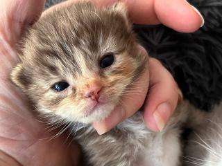 Superschnuckelige Ragdoll Kitten mit Stammbaum