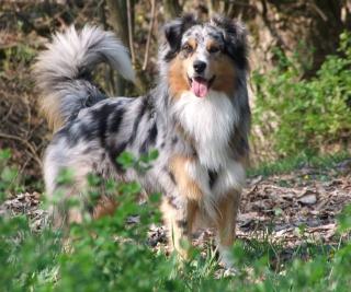 Australian Shepherd Deckrüde blue-merle