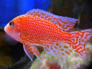 Aulonocara FireFish Coral Red Malawi-Barsch