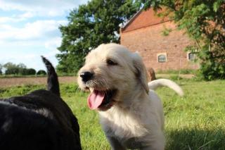 DIE WELPEN SIND LOS Labradoodle-Welpen