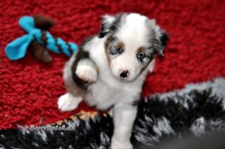 Bezaubernde Mini Aussie Welpen