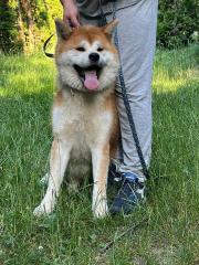 Japanische Akita-inu Hündin 13 Monaten