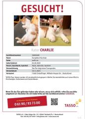 Kater Charlie vermisst