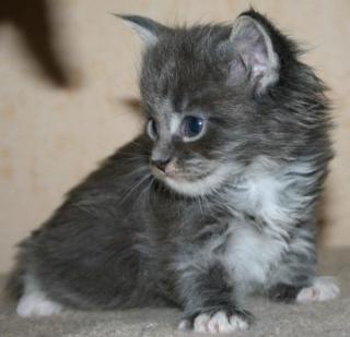 Maine Coon Babys