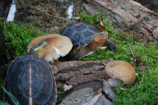 Gelbrandschanierschildkröte