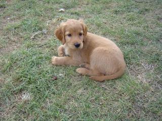 Labrador/ Irish-Setter Welpe