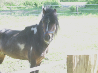 Kinderliebes Pony zuverkaufen