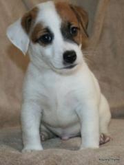 Jack Russel Terrier welpen