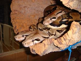 2. 1 Ecuador Boa