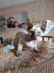 Devon Rex kitten suchen gute Zuhause