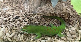 Phelsuma Grandis Männlein