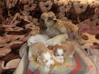 Suesse Hundebabies Bischonek