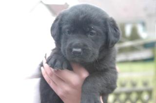 Labrador-Australien-Sheperd Mix Welpe