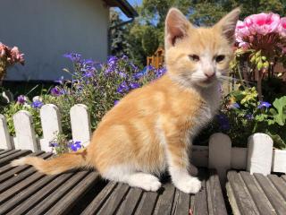 Süße, sehr zahme Kitten ein seltenes orangenes Kätzchen