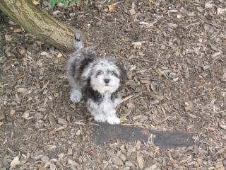 Shih Tzu Zwergpudel Mix Hündin sucht ein neues Zuhause