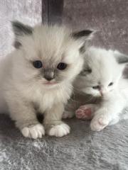 Wunderschöne Ragdoll Kitten mit Stammbaum