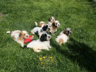 Reizende Malteser Shih Tzu Welpen