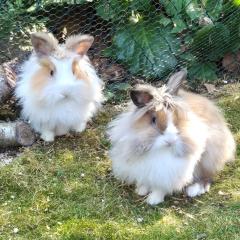 Abby und Luna - weiblich 5 Monate Löwenköpfchen