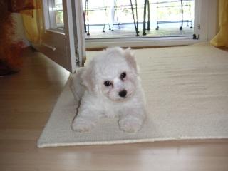 Bichon Frise