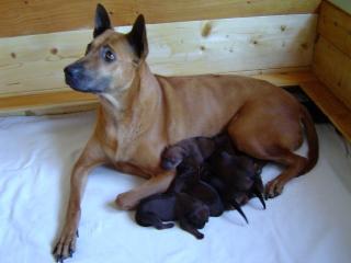 Thailand Ridgeback Welpen zu verkaufen