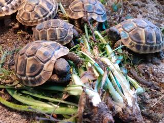 Griechische Landschildkröten THB Nachzuchten von 2022