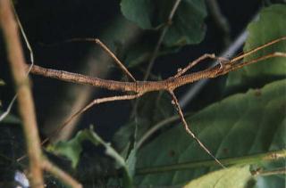 Stabheuschrecke medauroidea extradentata