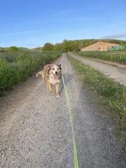 Border Collie/ Aussie Mischling weiblich