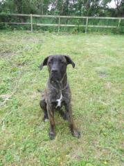 Dogo Canario idealer Zweithund