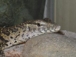 Biete 0, 0, 1 Varanus niloticus - Nilwaran