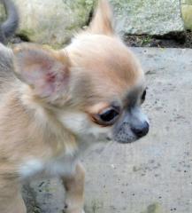 Chihuahuahündin sucht ein Traum Zuhause