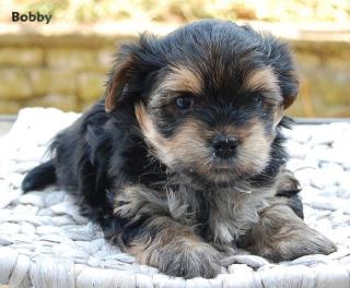 2 Junge Yorkshire Terrier suchen ein neues zu Hause