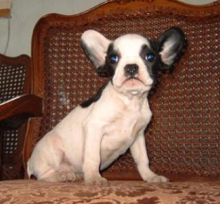 Französische Bulldogge, Süße Welpen, Freiatmend