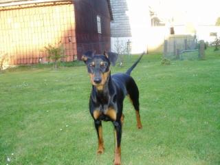 Deutsche Pinscher Welpen