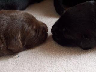 Süße Labradorwelpen Wurftag 09. 03. 2021 zu verkaufen