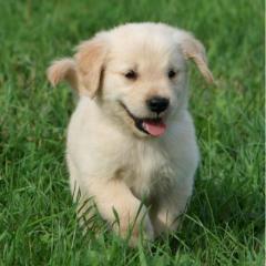 Reine Rasse Golden Retriever Welpen zu verkaufen